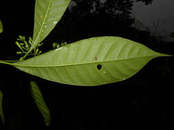 Image de Rustia occidentalis (Benth.) Hemsl.