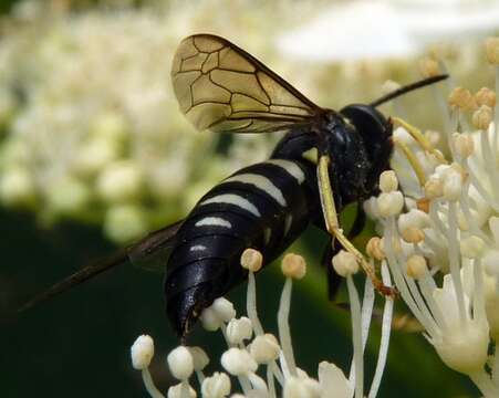 Plancia ëd Bicyrtes quadrifasciatus (Say 1824)