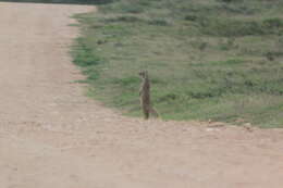 Image of Yellow Mongoose