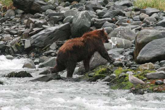 Image of grizzly bear