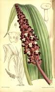 Image of Tupistra