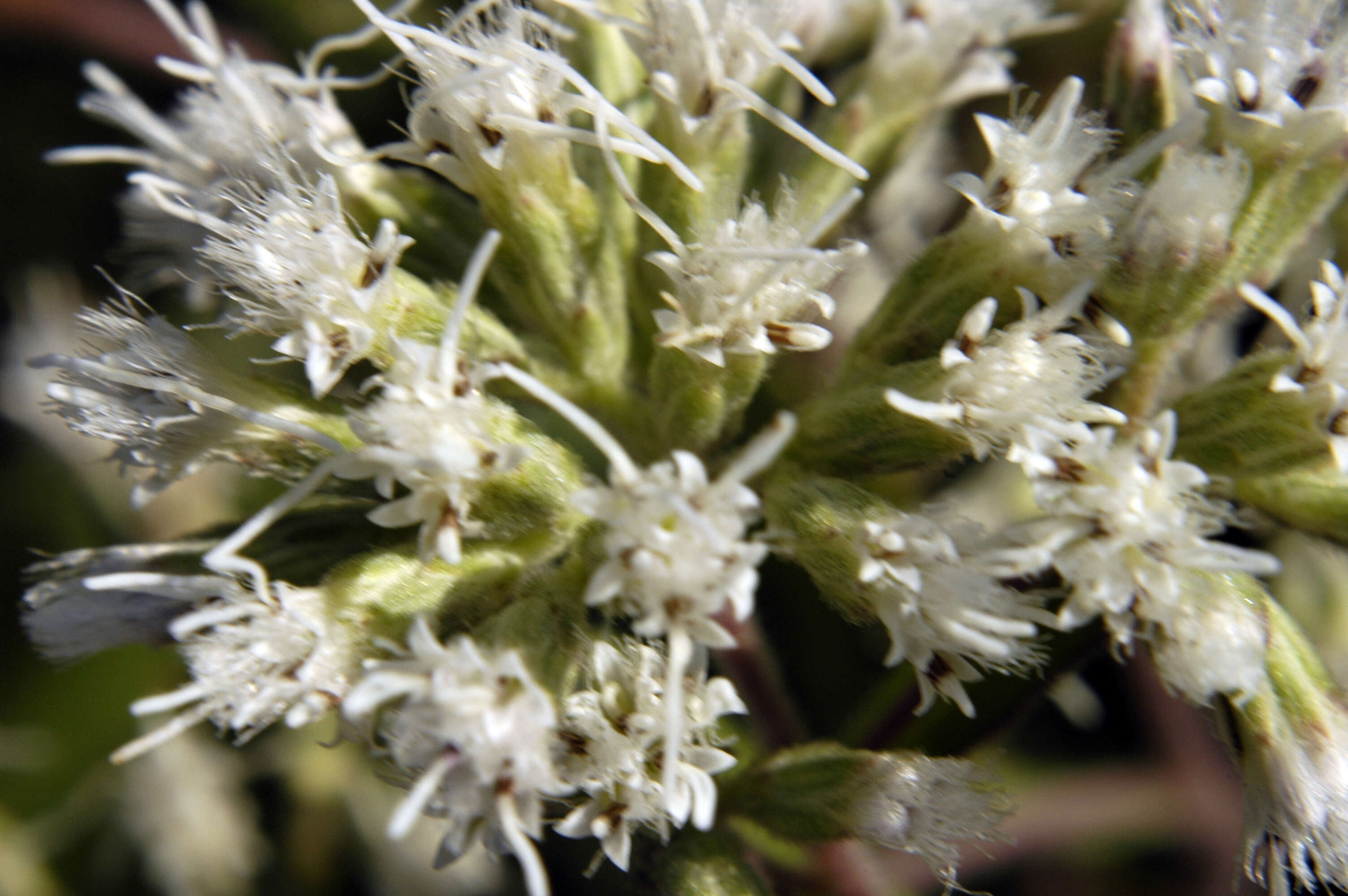 Image of Hemp-agrimony