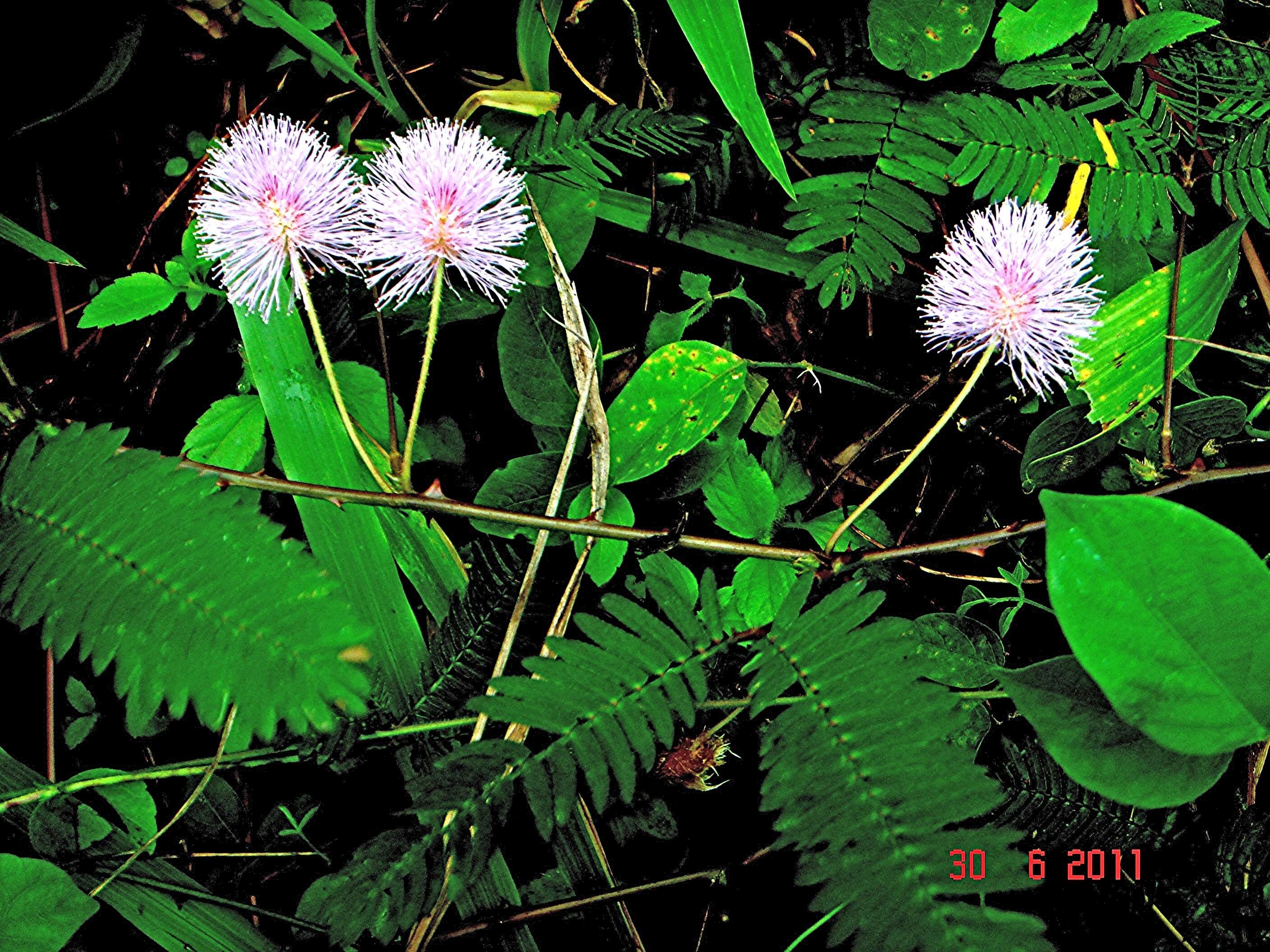 Image of sensitive plant