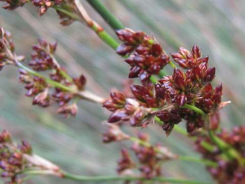 Image of Juncus kraussii Hochst.