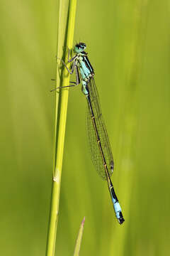 Image of Common Bluetail