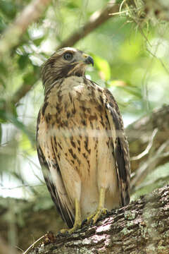 Image of Buteo Lacépède 1799