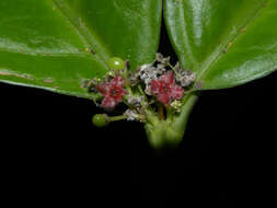 Image of crossopetalum