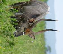 Image of Spiral-horned Antelope