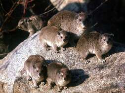 Image of Bush Hyrax