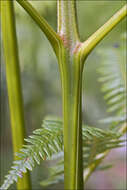 Image of brackenfern