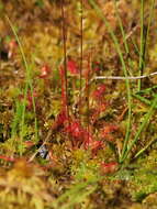 Image of Sundews