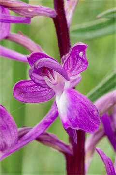 Image of Loose-flowered orchid