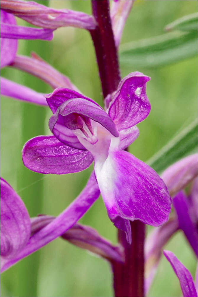 Image of Loose-flowered orchid