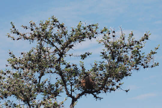 Image of Vachellia drepanolobium (Y. Sjöstedt) P. J. H. Hurter