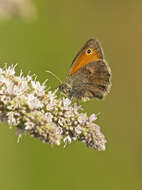 Image of small heath