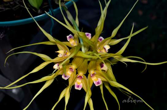 Image of Bulbophyllum virescens J. J. Sm.