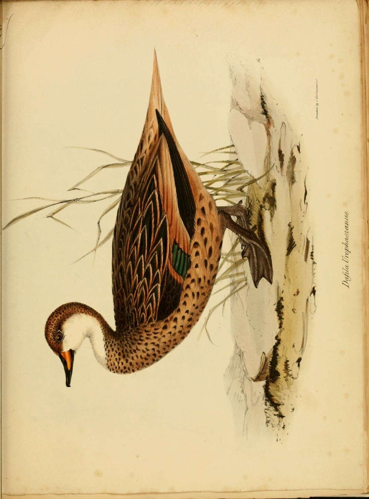 Image of White-cheeked Pintail