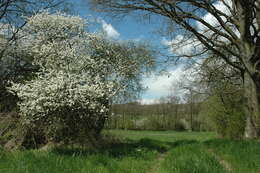 Image of Blackthorn