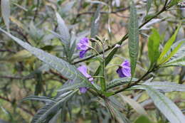 Image of Large Kangaroo Apple