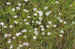 Image of shortleaf rose gentian