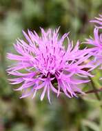 Image of knapweed