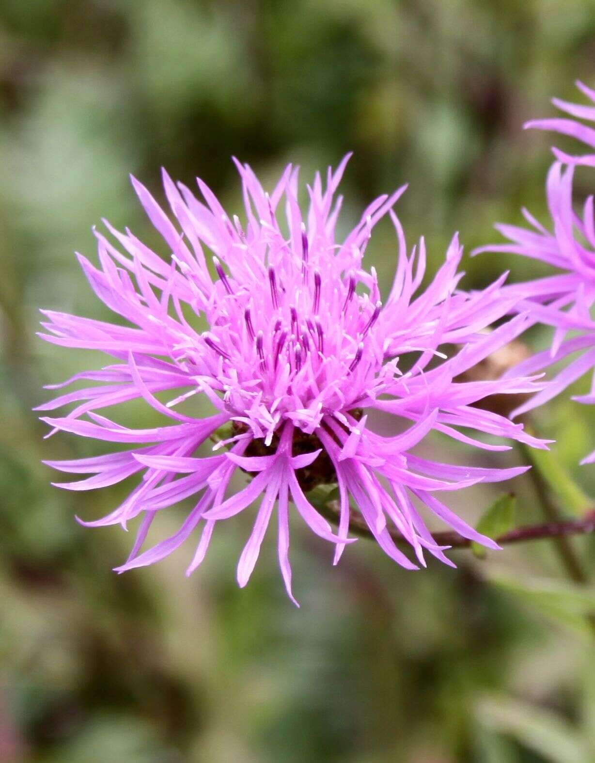 Image of knapweed