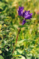 Image of Bellflowers