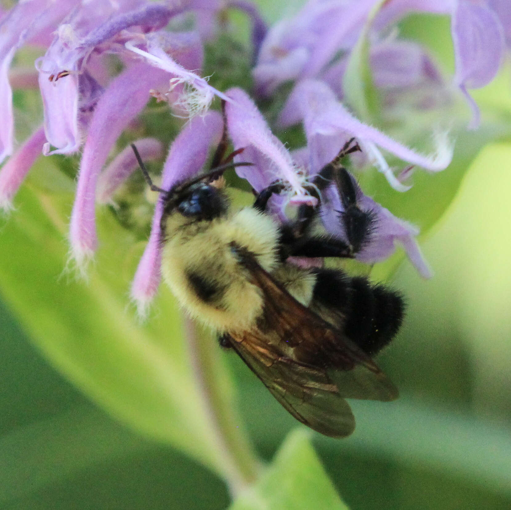 صورة Bombus bimaculatus Cresson 1864