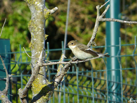 Image of European Pied Flycatcher