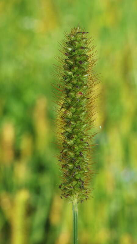 Image of Bristlegrass