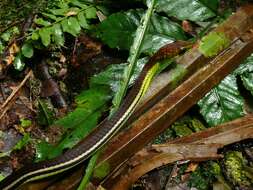 Image of Beautiful Bronzeback Tree Snake