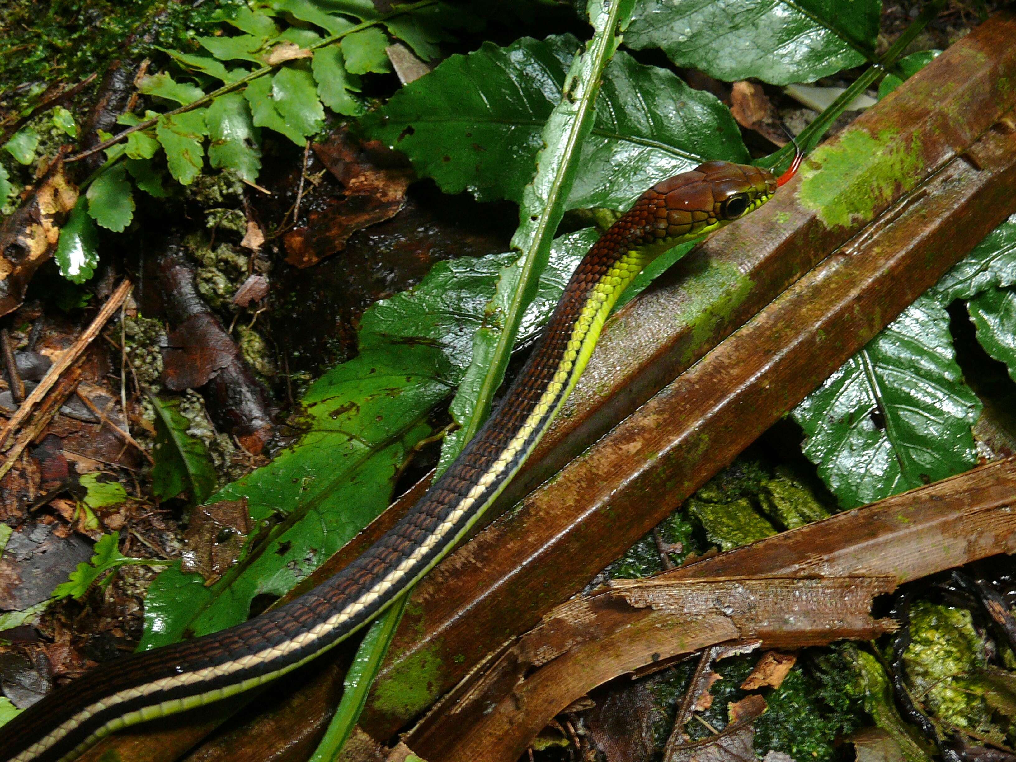 Image of Beautiful Bronzeback Tree Snake