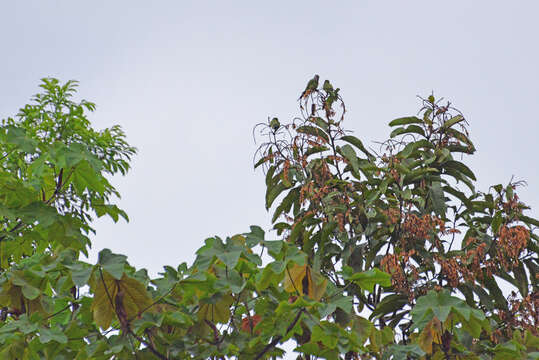 Image of Amazon parrots