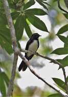 Image of Willie Wagtail