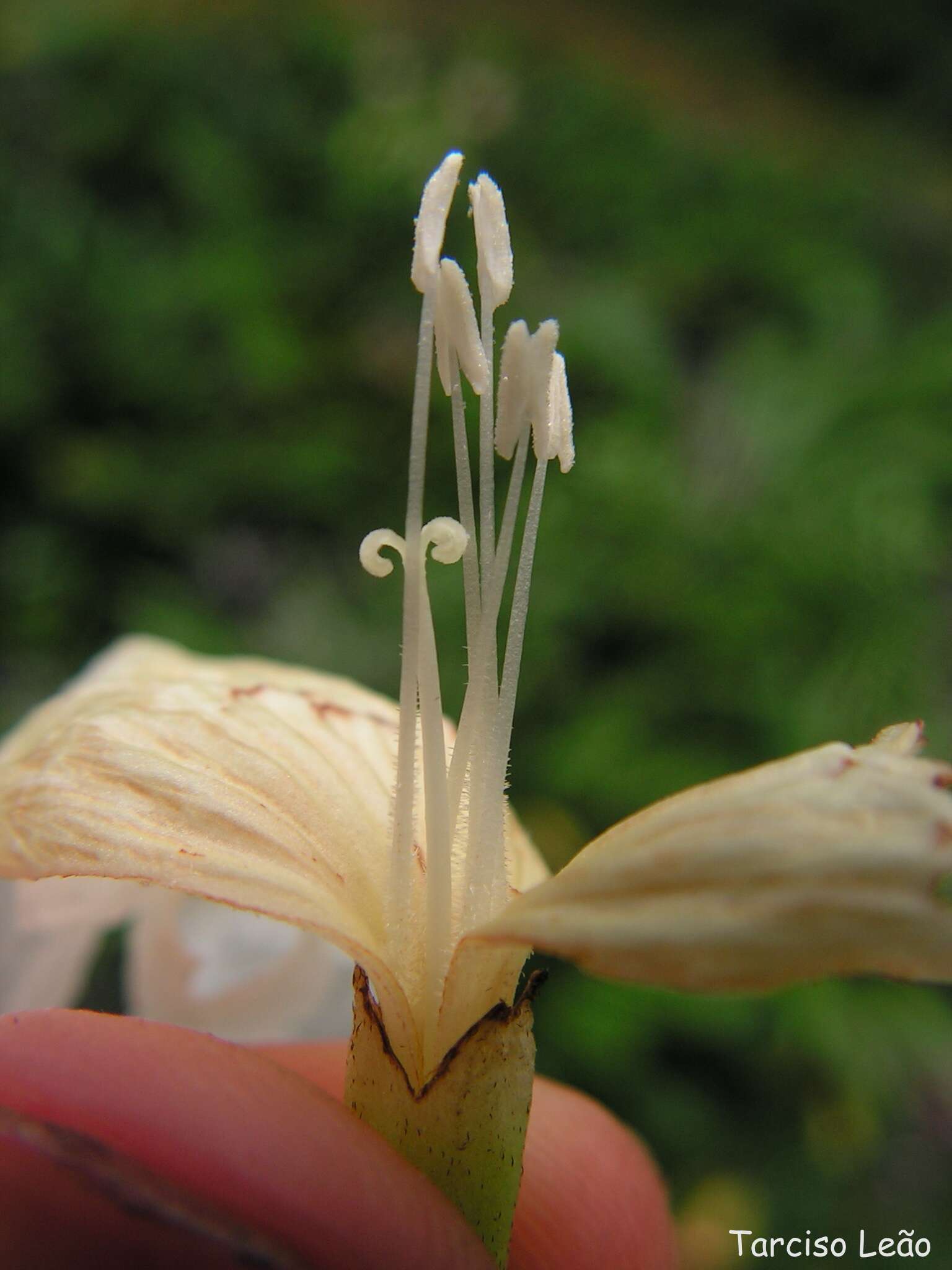 Image of Cordia superba Cham.