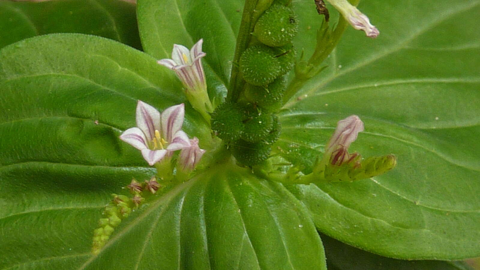 Image of West Indian pinkroot