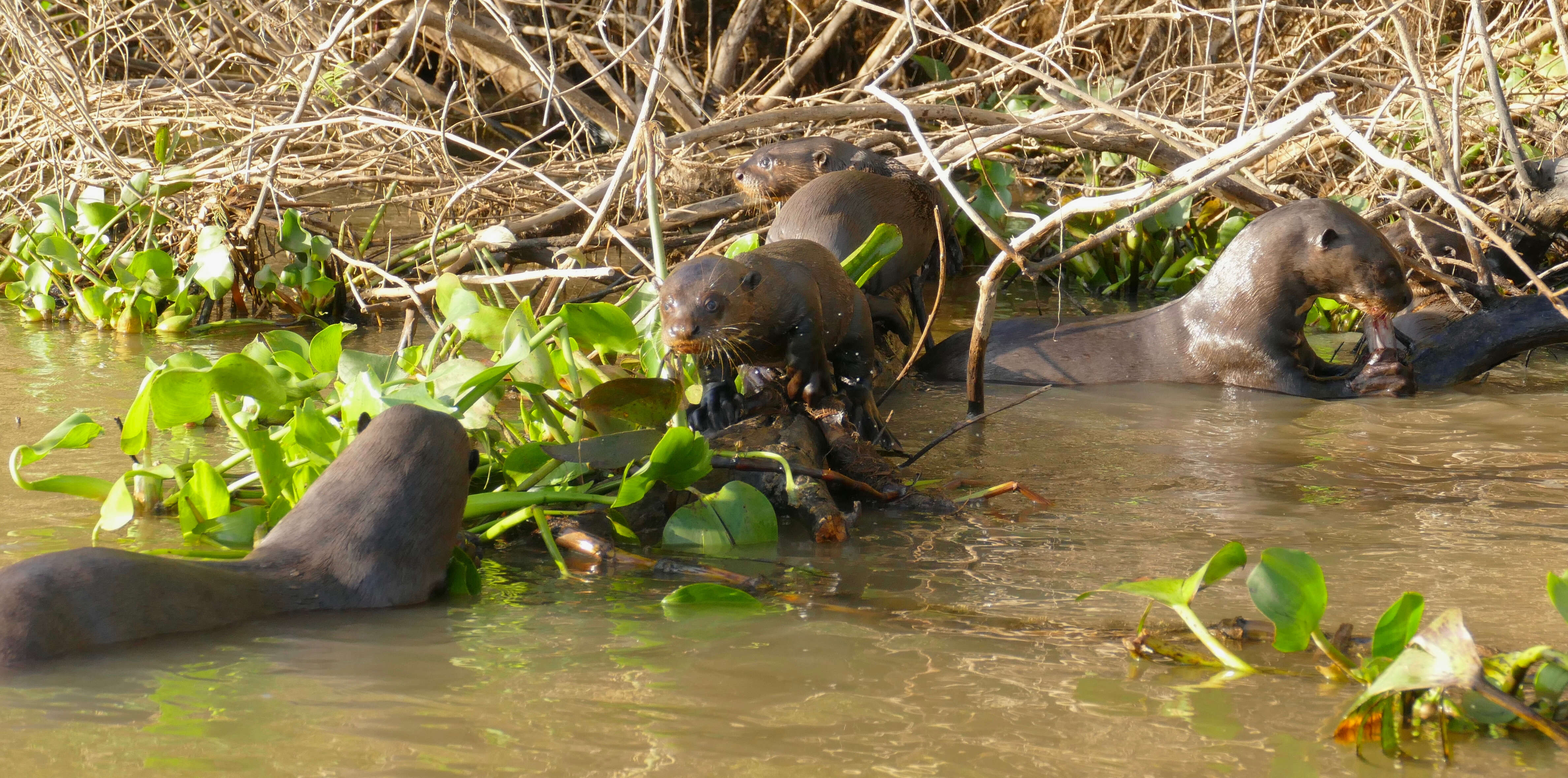 Image of giant otter