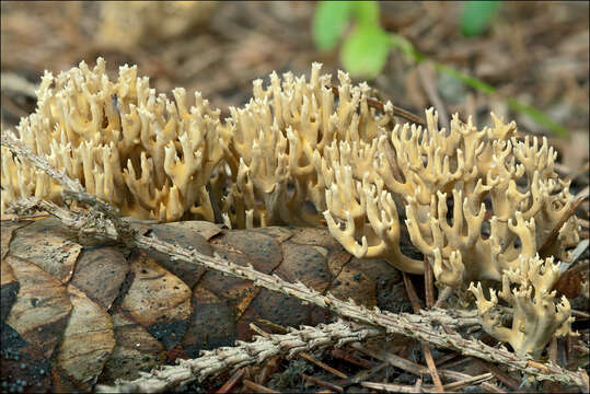 Слика од Phaeoclavulina abietina (Pers.) Giachini 2011