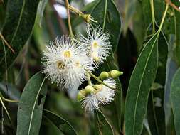 Eucalyptus grandis W. Hill ex Maiden resmi