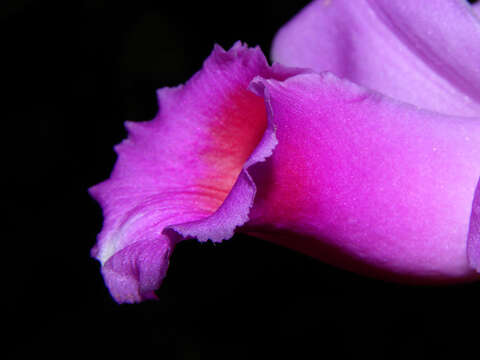 Image of Sobralia labiata Warsz. & Rchb. fil.