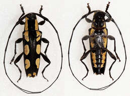 Image of Colobothea cassandra (Dalman 1823)