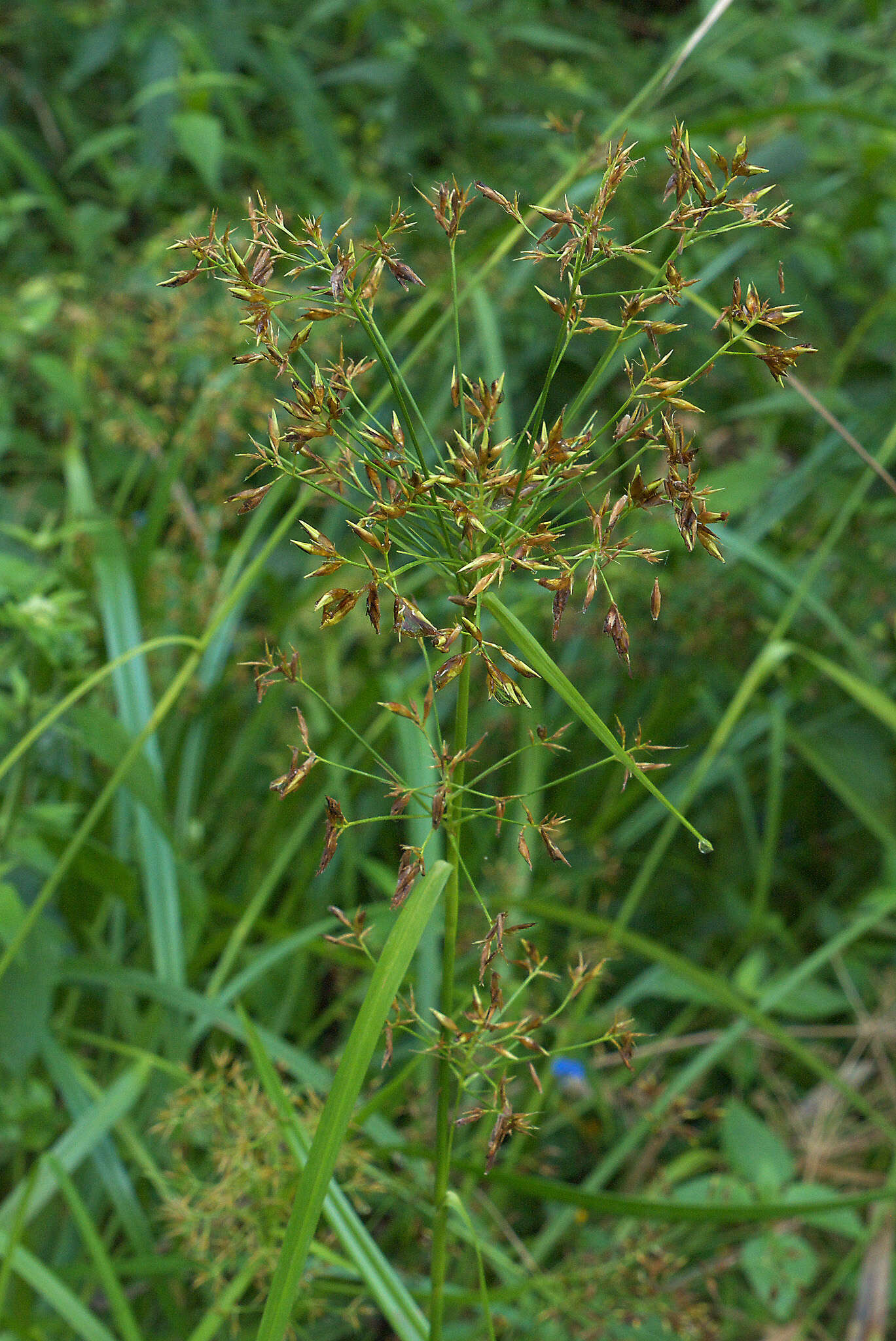 Imagem de Rhynchospora corymbosa (L.) Britton