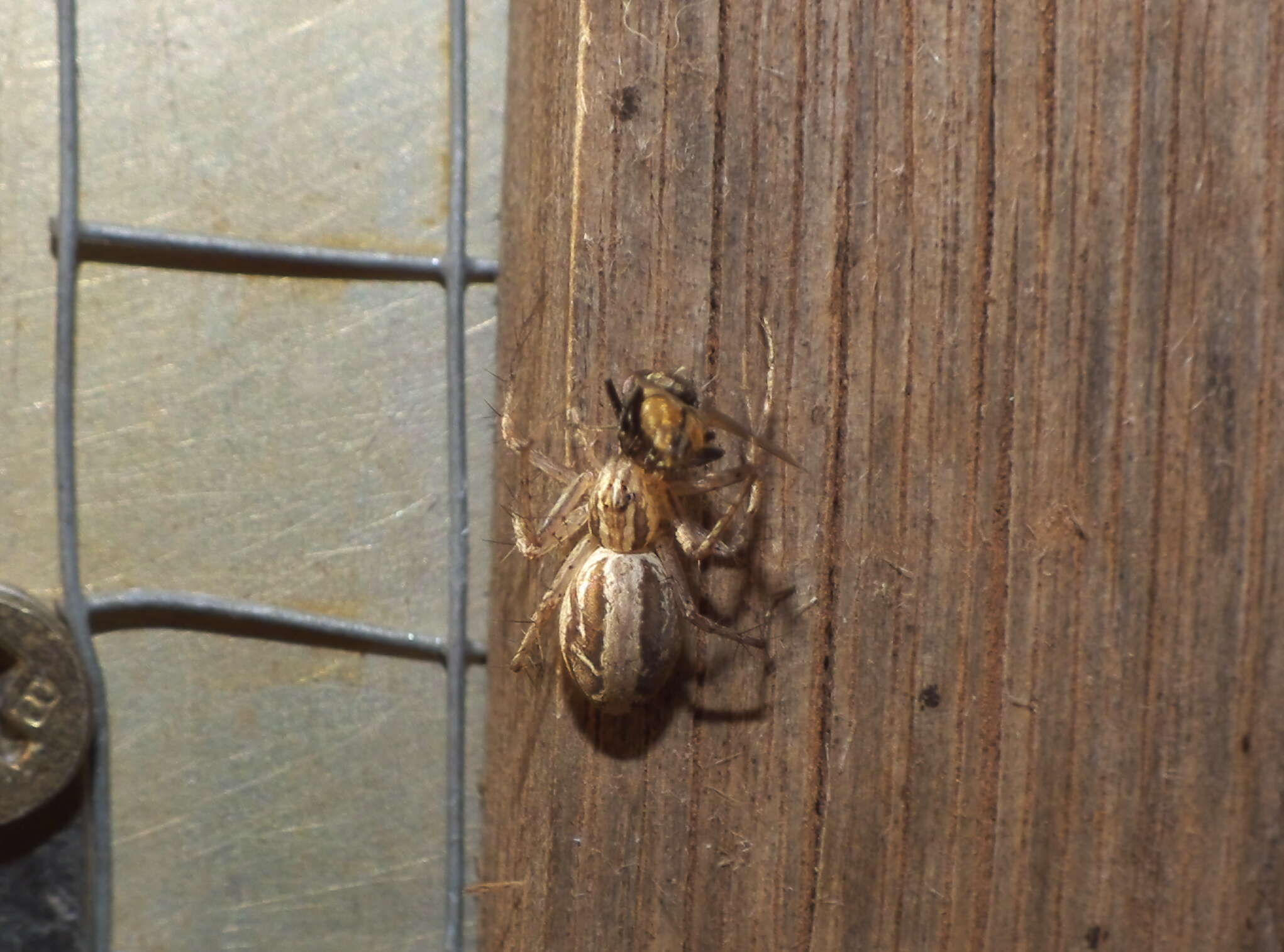 Image of lynx spiders