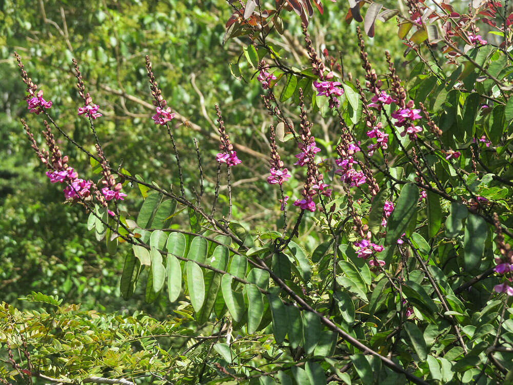 Image of Securidaca longifolia Poepp. & Endl.