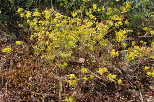 Image of Bupleurum veronense Turra