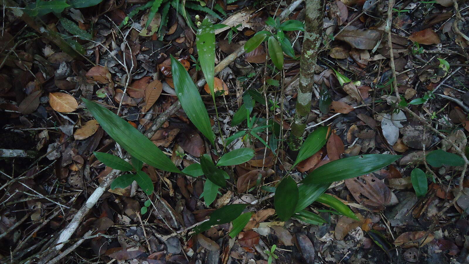 Image of Koellensteinia spiralis Gomes Ferreira & L. C. Menezes