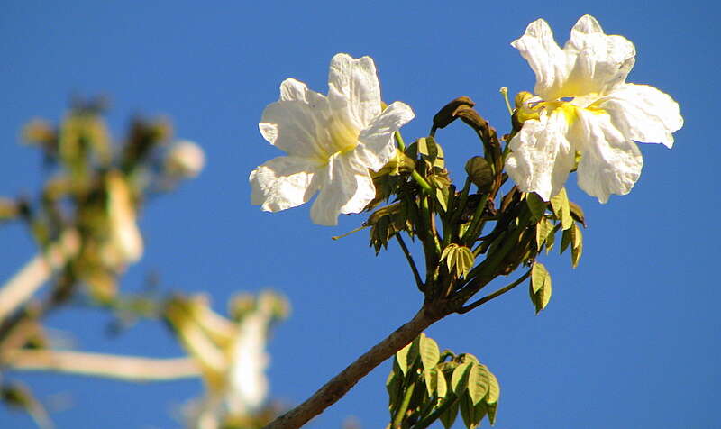 Image of Tabebuia elliptica (DC.) Sandwith