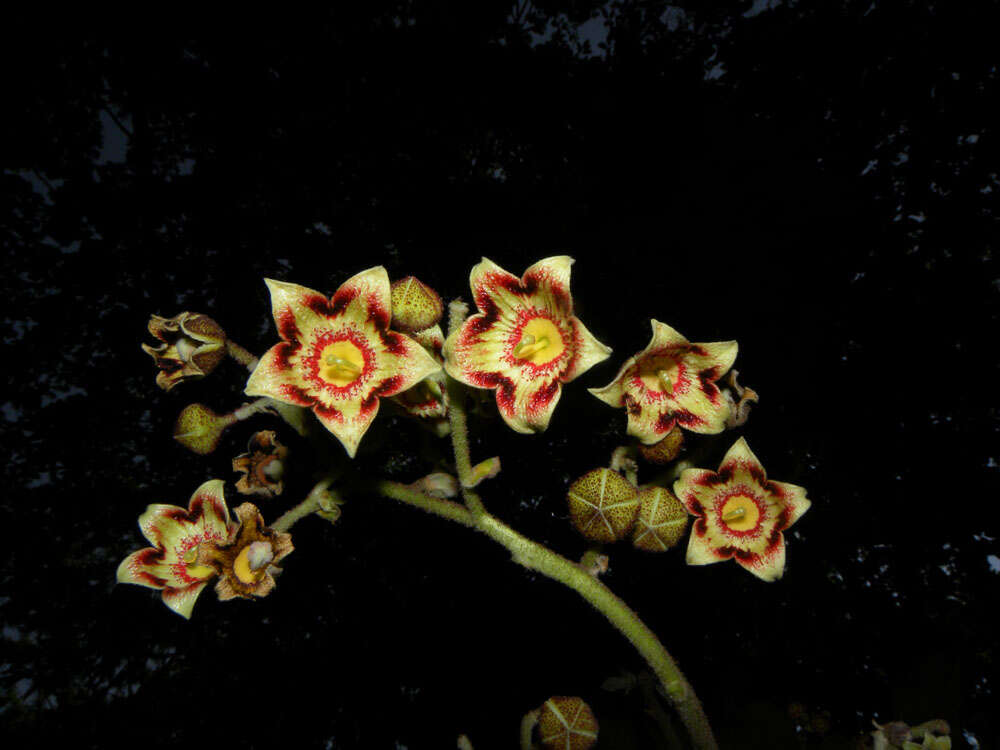 Image of Panama tree