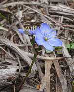 Chamaescilla resmi