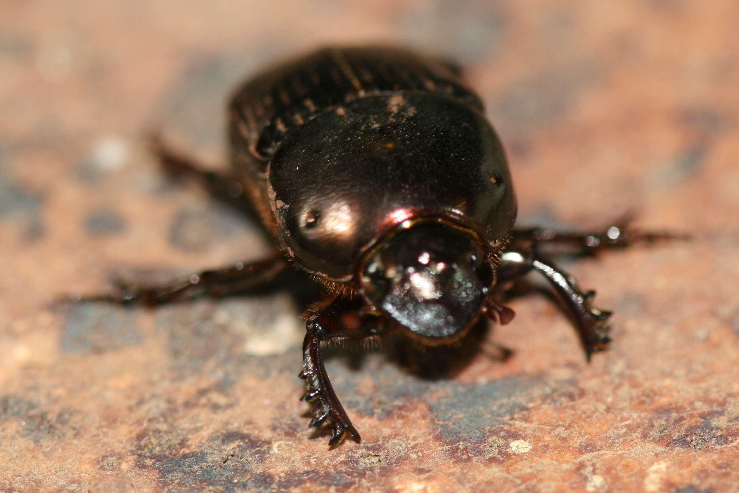 Image of Onthophagus